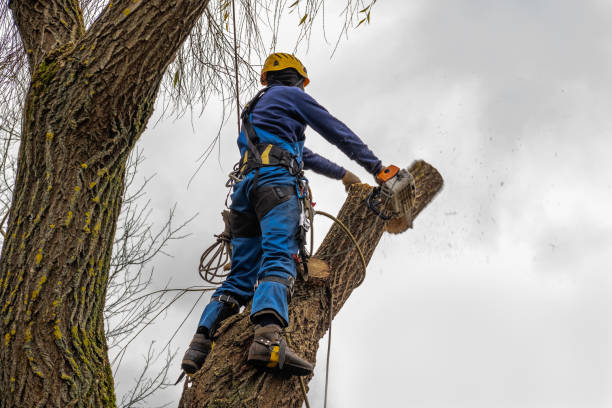 Reliable Mart, TX Tree Services Solutions