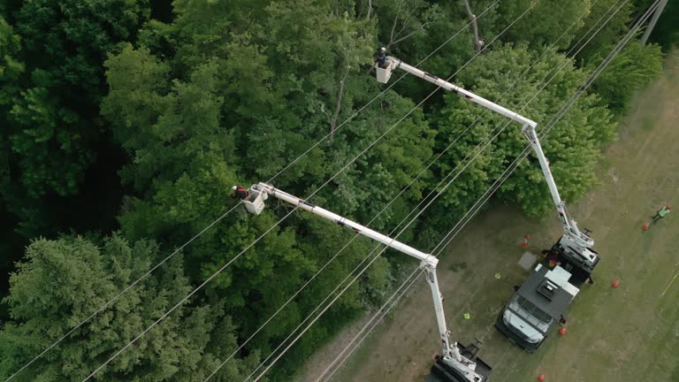 How Our Tree Care Process Works  in  Mart, TX